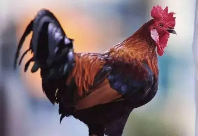 公鸡原神爆料视频大全,揭秘公鸡角色爆料视频全解析 第2张 公鸡原神爆料视频大全,揭秘公鸡角色爆料视频全解析 第2张